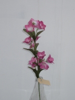 Campanula roze 57cm 12stuks